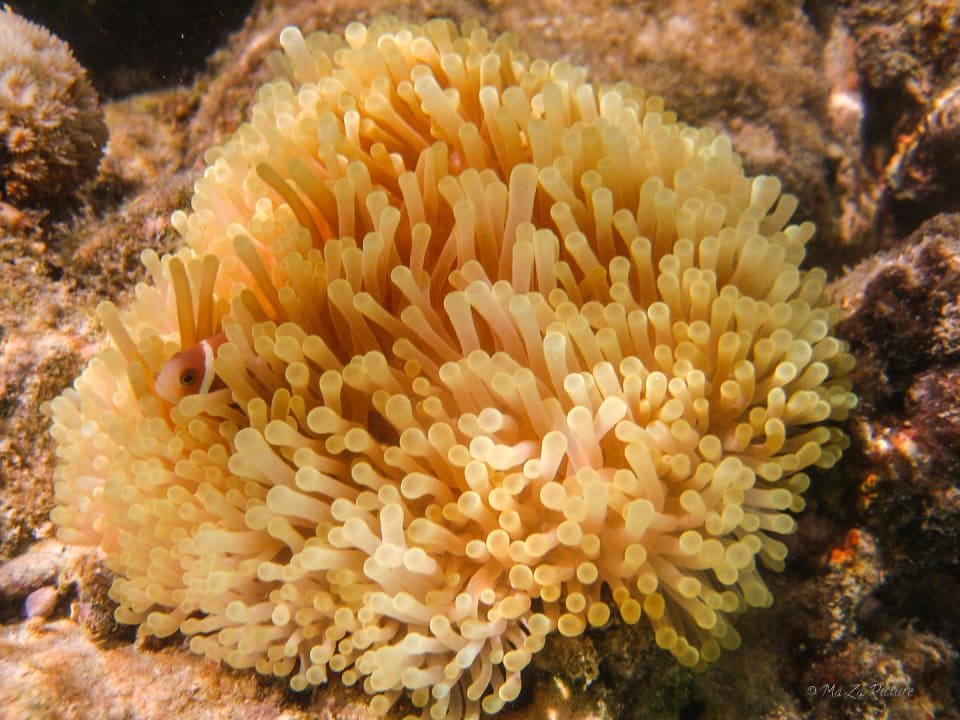 Sport & Freizeit Summer Island Maldives