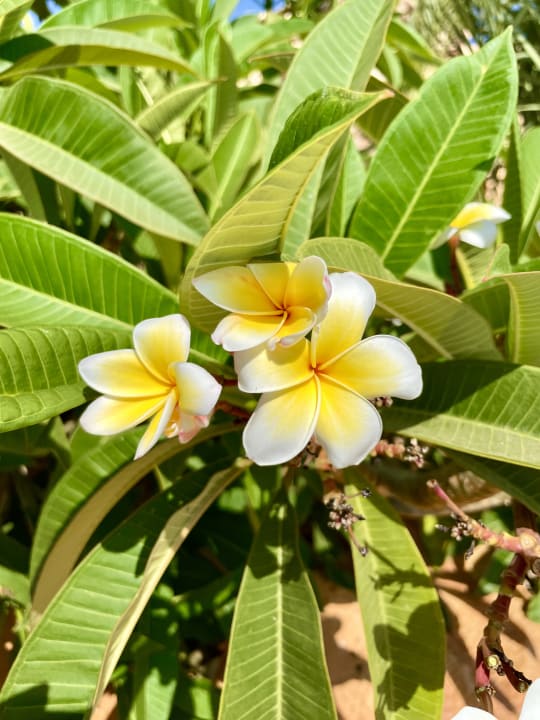 Gartenanlage Steigenberger Coraya Beach - Adults only