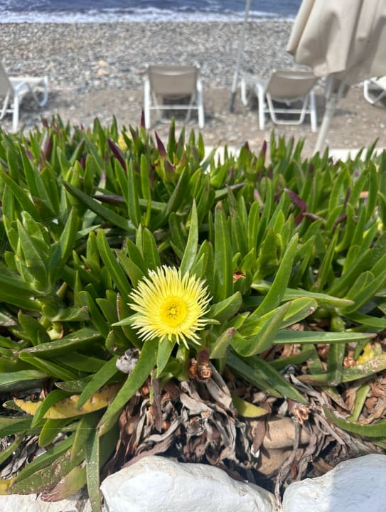 Sonstiges Petradi Beach Lounge Hotel