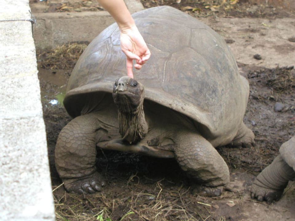 Calypha Hotel Calypha