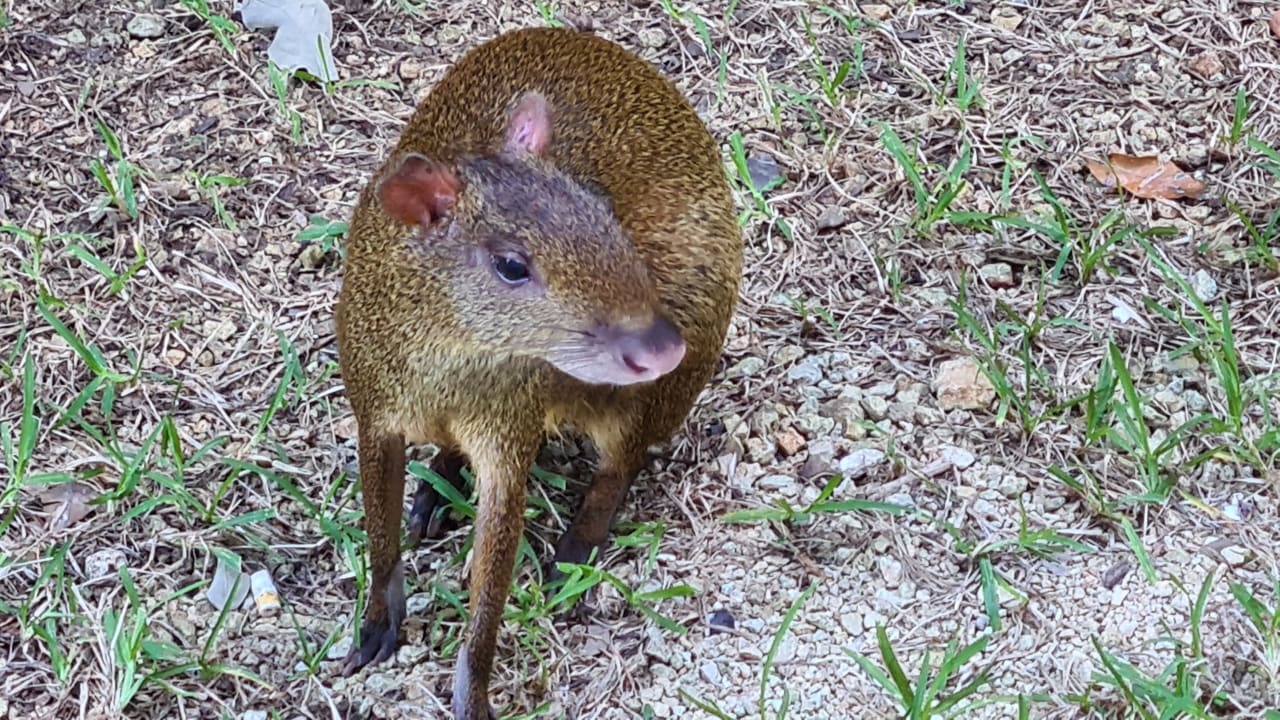 Sonstiges Hotel Riu Playacar