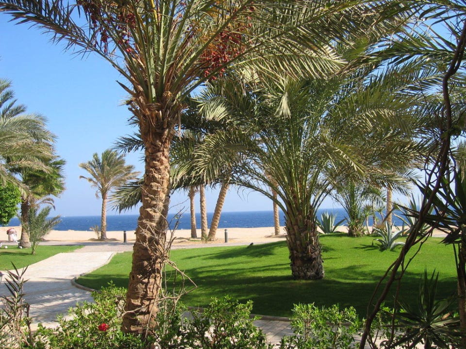 Blick aufs Meer Steigenberger Coraya Beach - Adults only