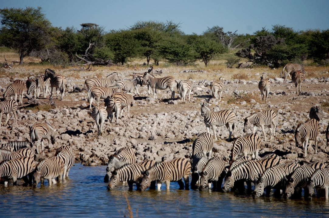 Wasserloch Okaukuejo Okaukuejo Camp