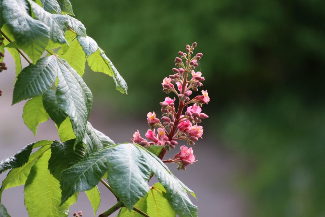 Kastanienblüte Bio-Bauernhof Mültner
