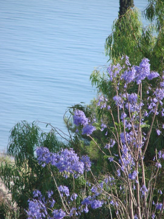 Pflanzenwelt Lindos Mare, Seaside Hotel