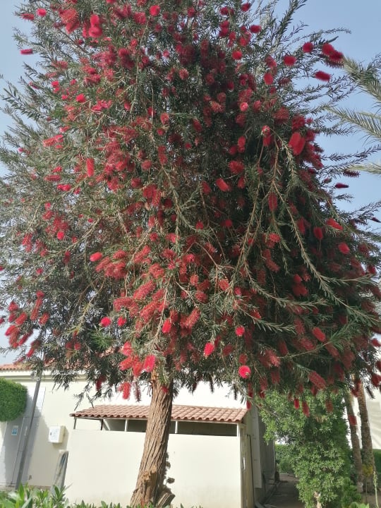 Gartenanlage Pickalbatros Dana Beach Resort - Hurghada