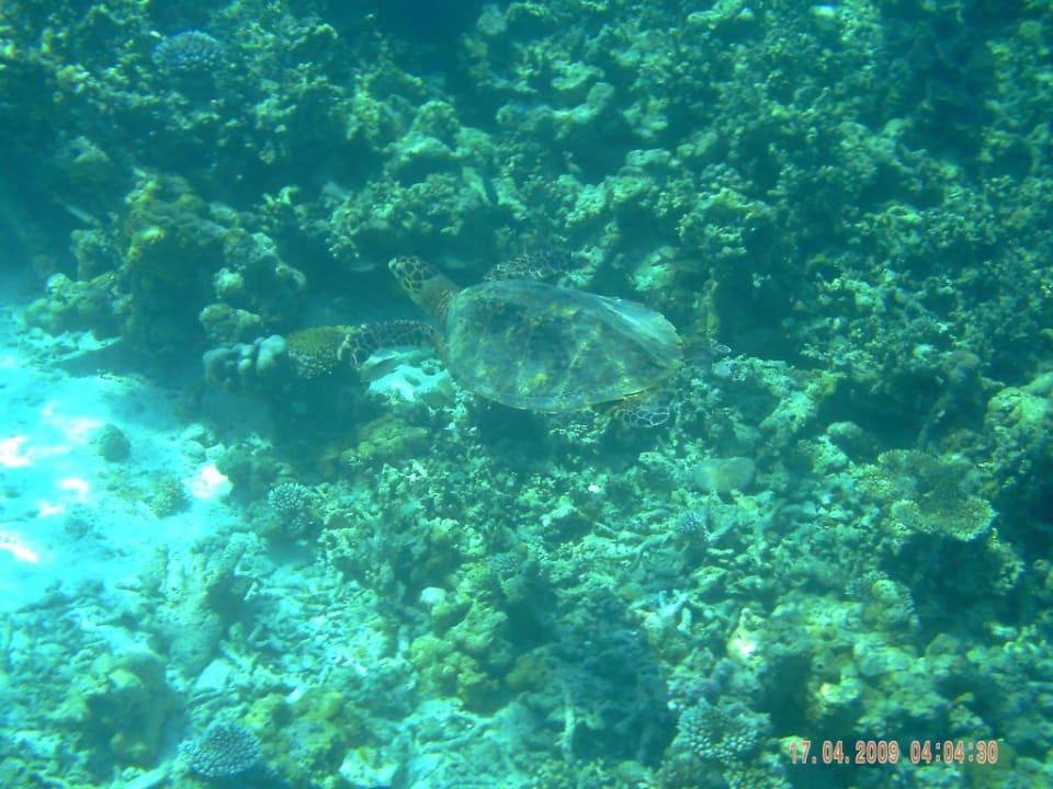 Schildi Embudu Village