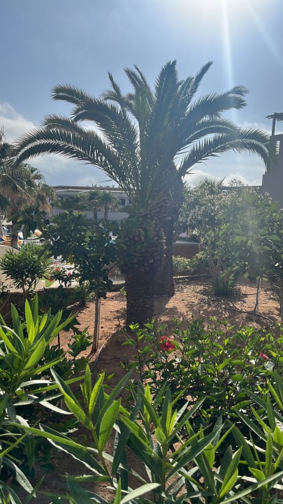 Gartenanlage Lyttos Beach Hotel