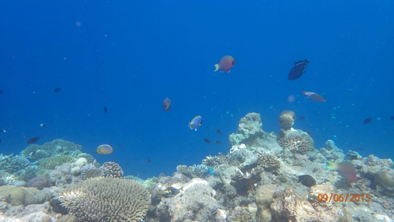 Unterwasserwelt Safari Island Maldives