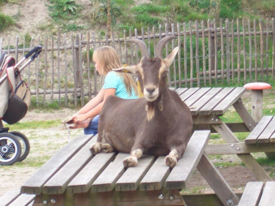 Ziegenterror Center Parcs De Kempervennen