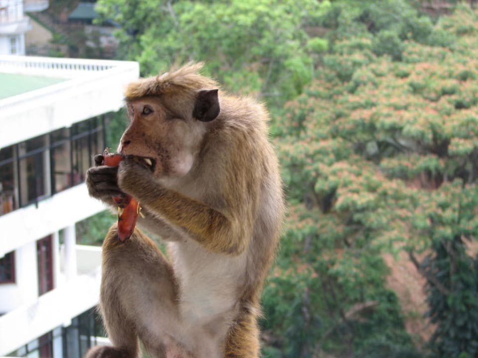 Affenbesuch auf unserer Terrasse Oak Ray Serene Garden Hotel