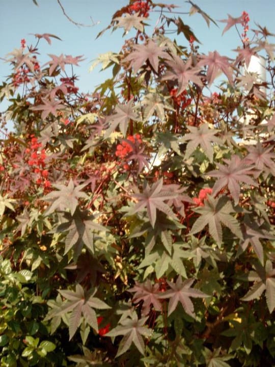 Pflanzen in der Hotelanlage Ölüdeniz Beach Resort by Z Hotels