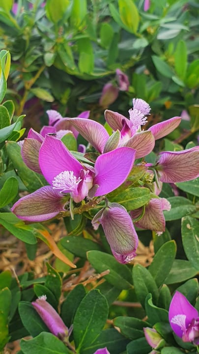 Gartenanlage Adalya Elite Lara