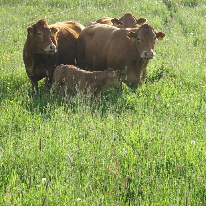 Kühe mit Kälbern auf der Weide. Ferienwohnungen Alt Modling