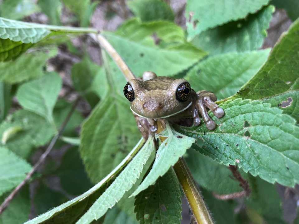 Gartenanlage El Pequeño Gecko Verde