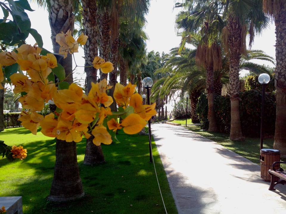 Weg zum Strand Arum Barut Collection