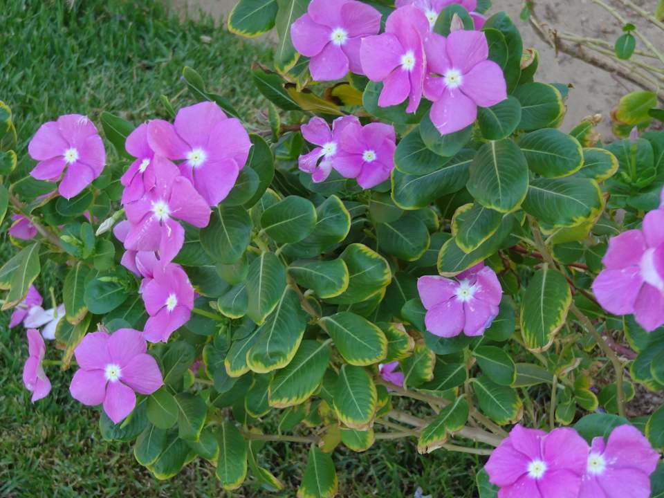 Einfach nur schön Pickalbatros Alf Leila Wa Leila Resort - Neverland Hurghada