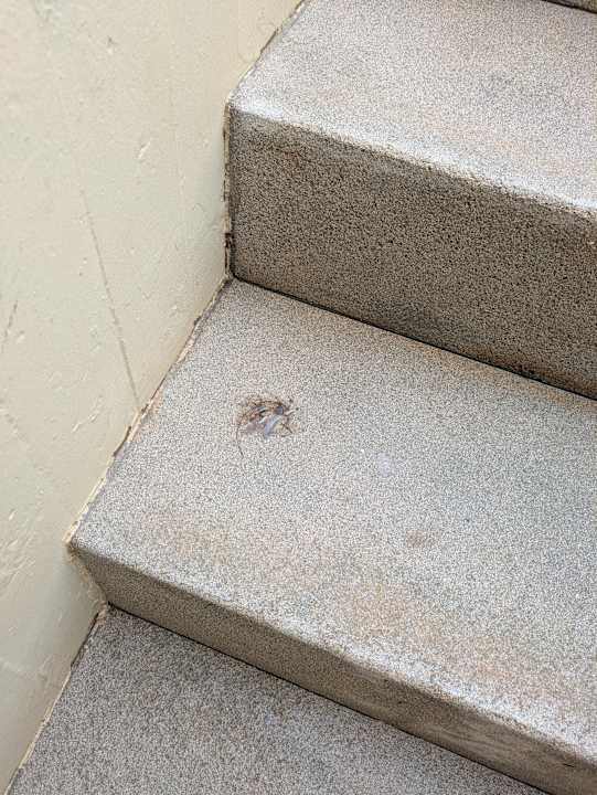 Außenansicht Hipotels Mediterraneo Club