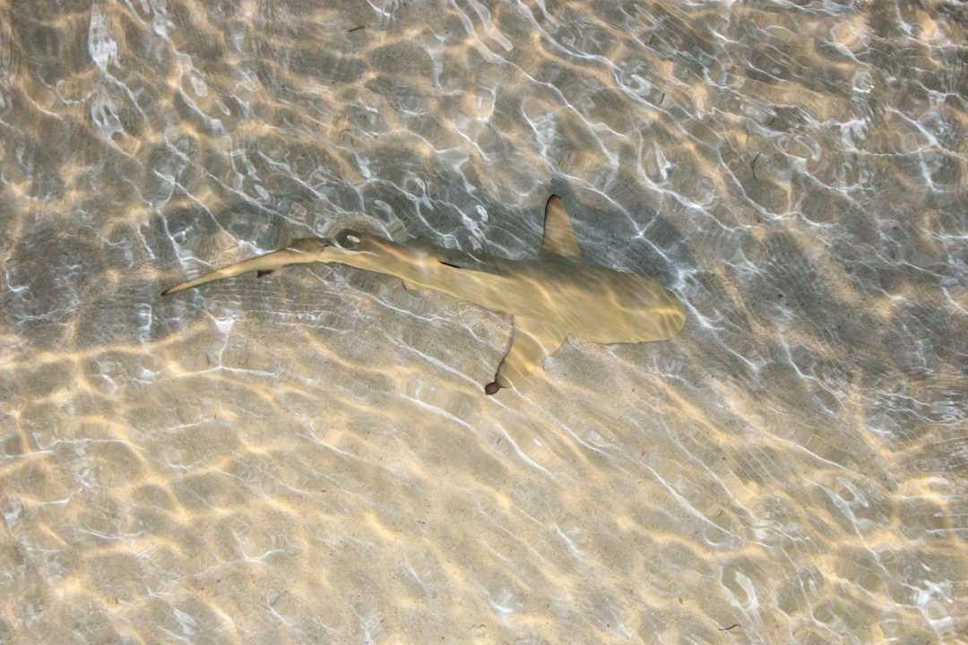 Babyhai Meeru Maldives Resort Island