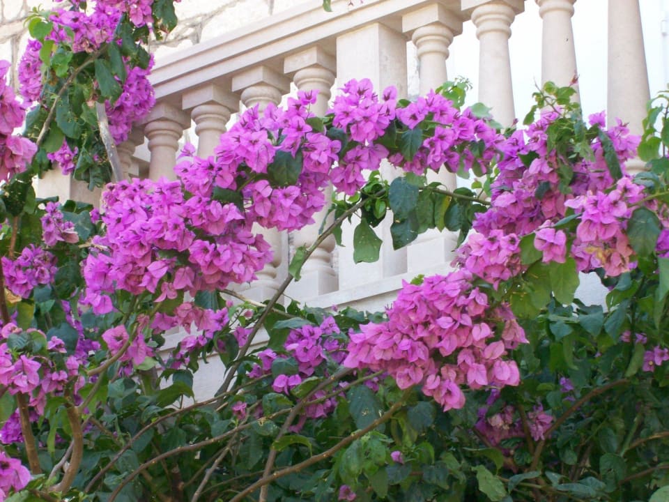 Schöne Blüten Hotel Vrilo
