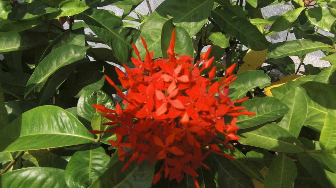 Schön Sunprime Kamala Beach