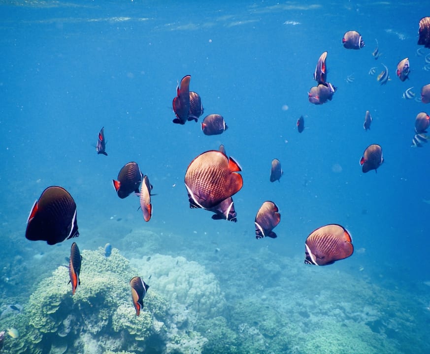 Strand Embudu Village