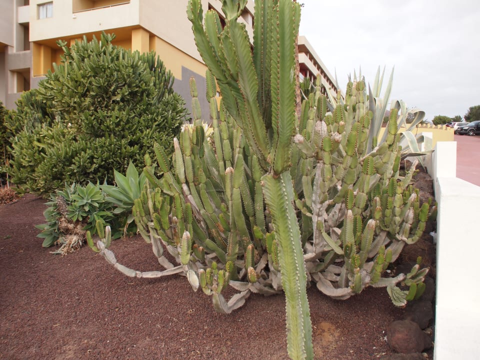 Gartenanlage Iberostar Waves Gaviotas Park