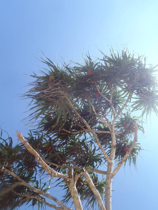 "Wilde Ananas" Hotel Haus am Meer Wilde Ananas