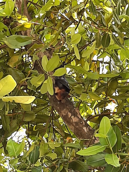 Gartenanlage Filitheyo Island Resort