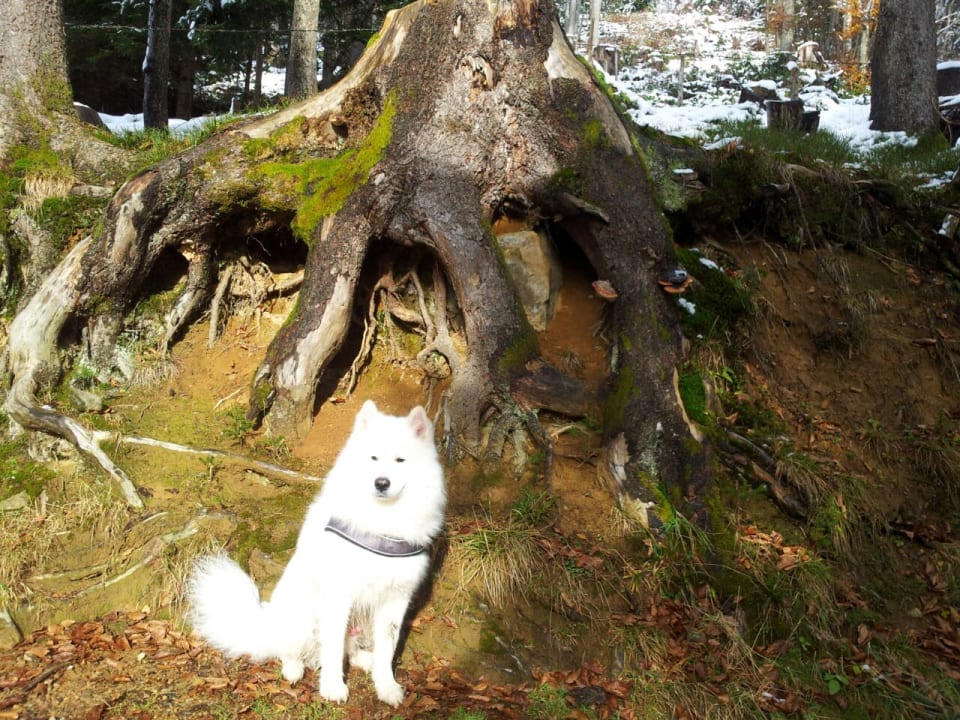 Sonstiges Barbaras Landhaus & Barbaras Ferienwohnung Vermittlung