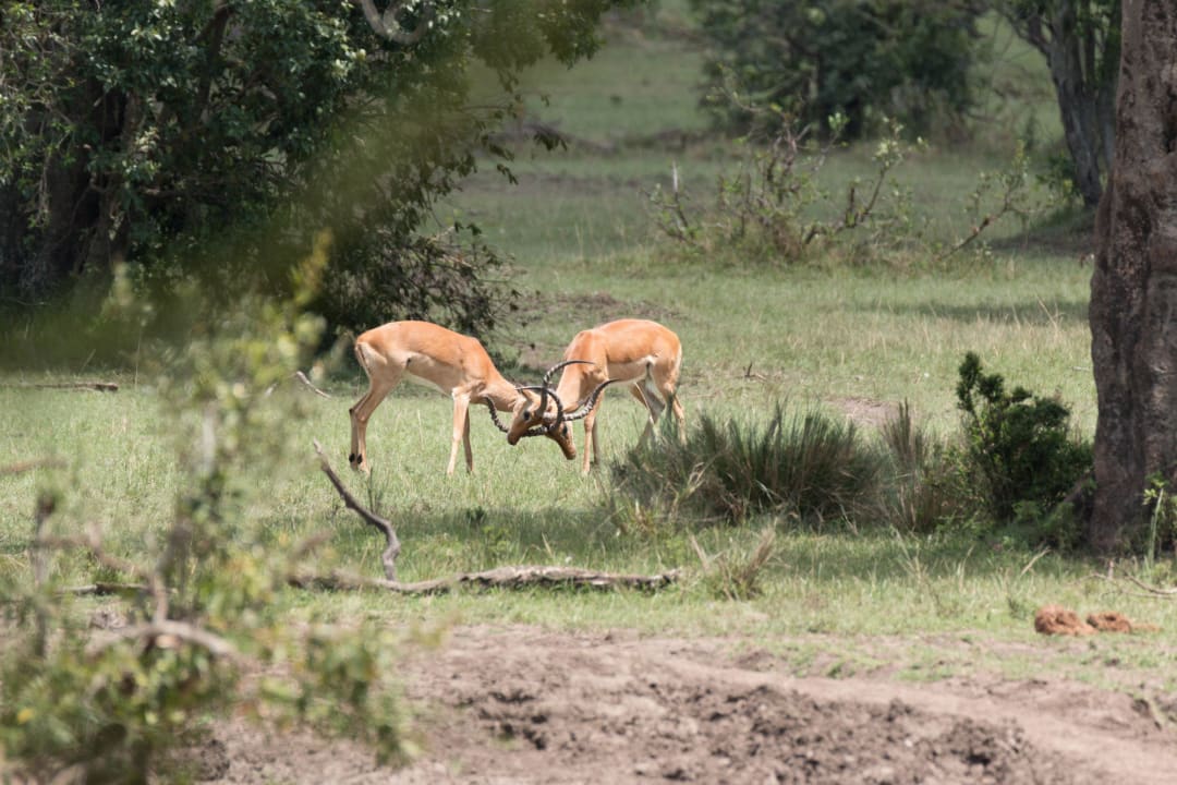 Ausblick vom Zimmer Royal Mara Safari Lodge