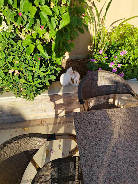 Gartenanlage Shams Prestige Abu Soma-Adults Only