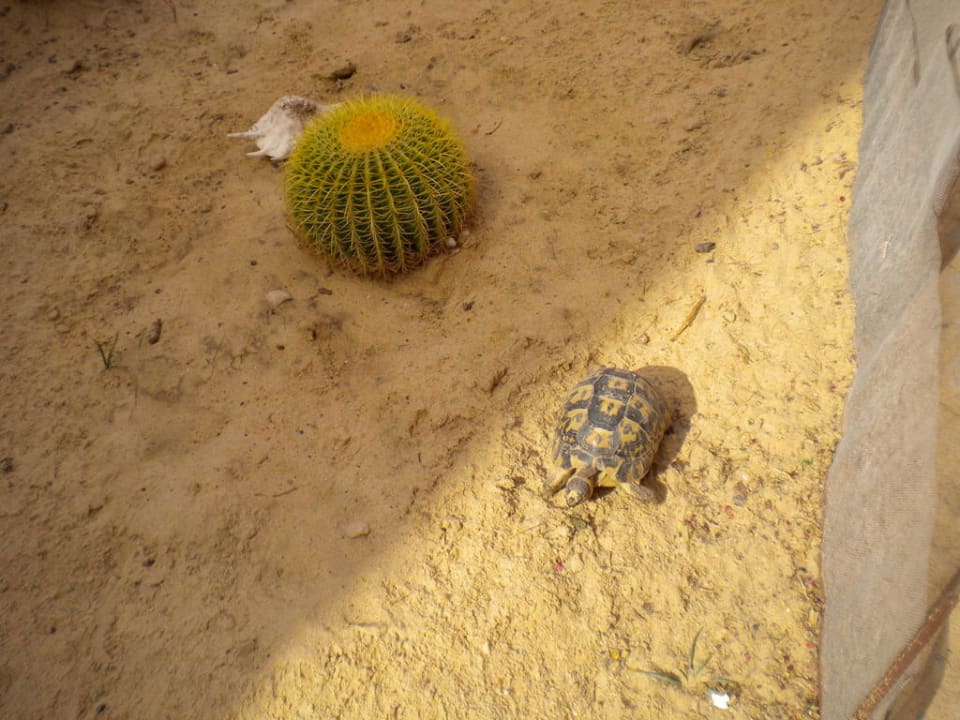 Die schnelle Schildkröte Pickalbatros Alf Leila Wa Leila Resort - Neverland Hurghada