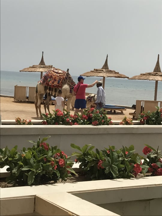 Sonstiges Beach Albatros Resort
