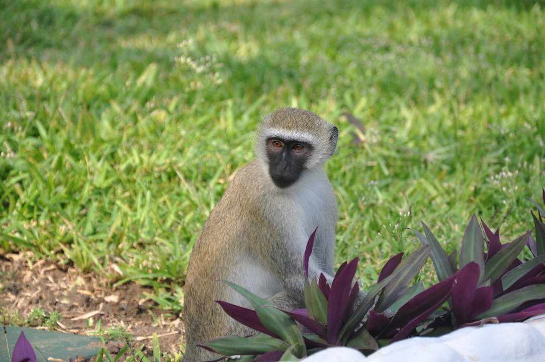 Garten Hotel Southern Palms Beach Resort