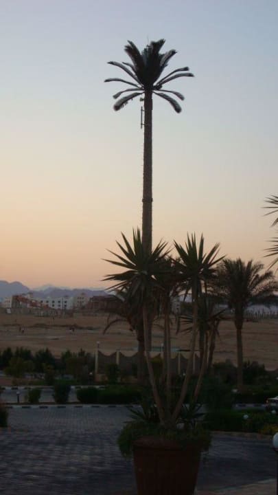 Пальма-передатчик Charmillion Club Resort