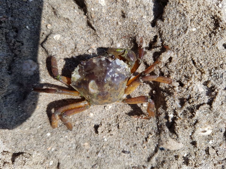 Sonstiges Villaggio Europa Grado