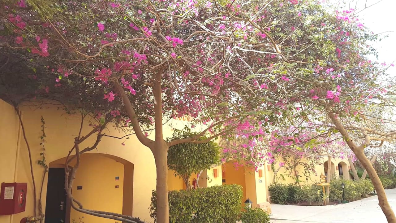 Gartenanlage Steigenberger Coraya Beach - Adults only