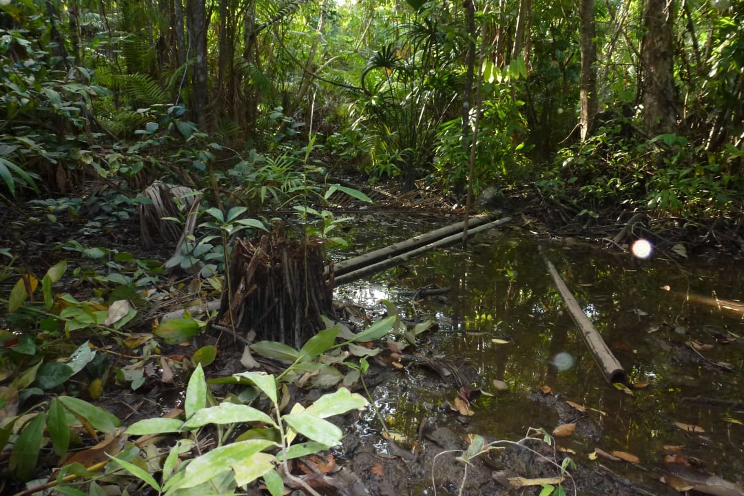 Hotel Orinoco Delta Lodge Hotel Orinoco Delta Lodge