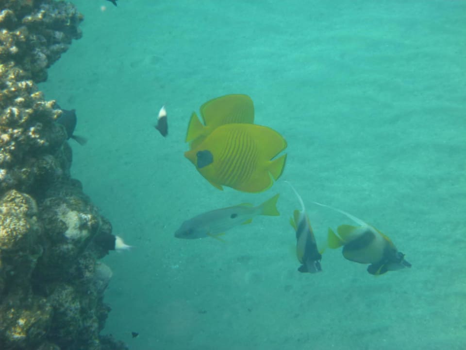 Große Fische Three Corners Equinox Beach Resort