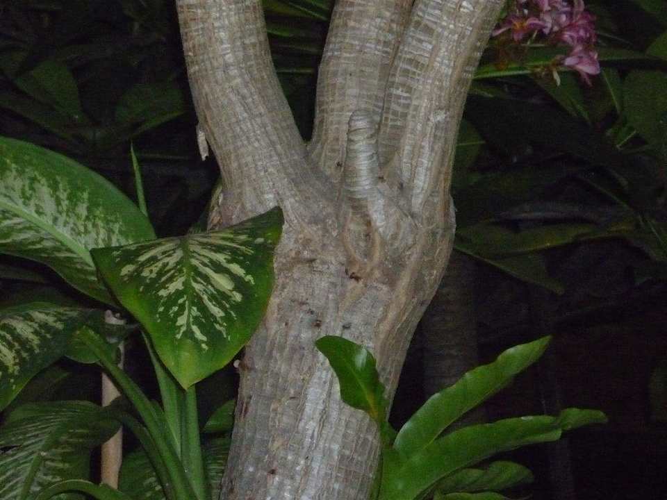 Schöner Baum  Hotel The Cottage