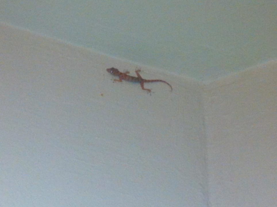 Haustier Ghazala Gardens