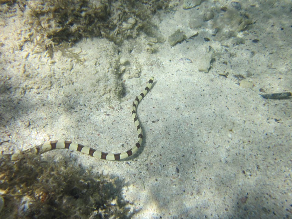 Seeschlangenaal Three Corners Sea Beach Resort