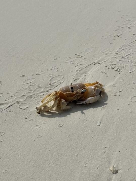 Strand Jawakara Islands Maldives