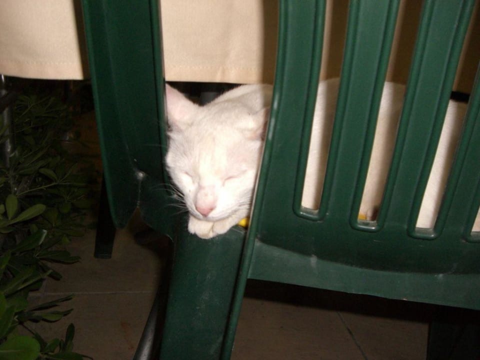 Faule Katze Hotel Orfeus Park