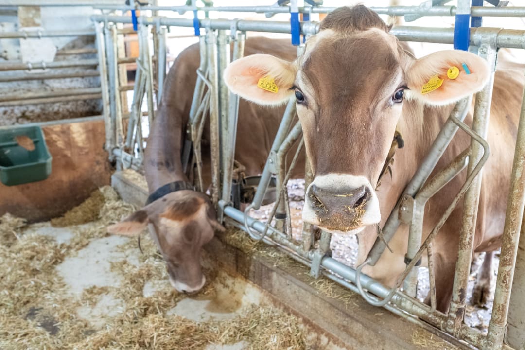 Sonstiges Proderhof - Urlaub auf dem Bauernhof