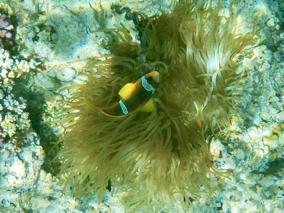 Sport & Freizeit Marina Resort Port Ghalib, a member of Radisson Individuals