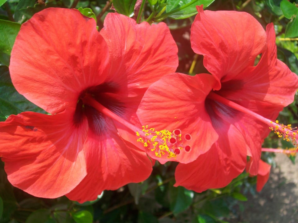 Urlaub bei Freunden im Garten Hotel Gardenia Beach