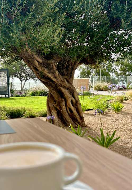 Gartenanlage Hipotels Flamenco