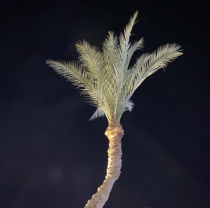 Gartenanlage Steigenberger Coraya Beach - Adults only